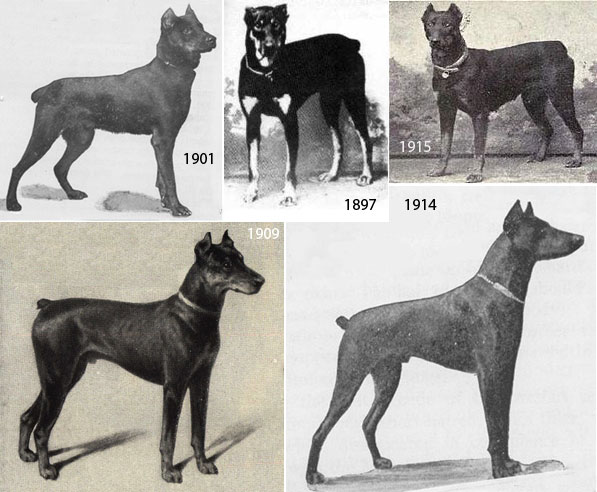 dobermannhistory.jpg